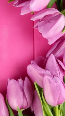 Pink Tulips Live Wallpaper android App screenshot 4